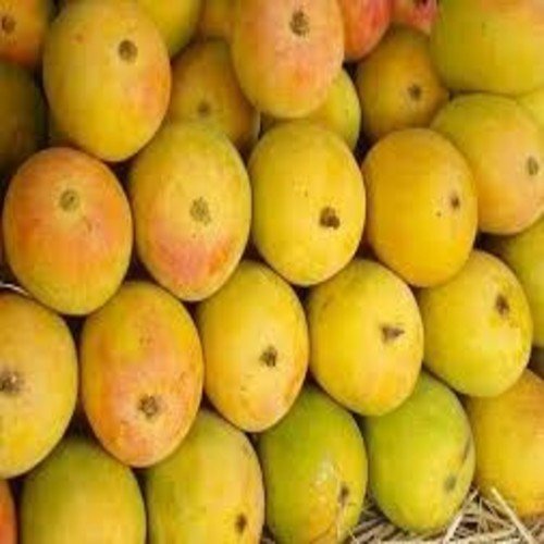 Alphonso mango